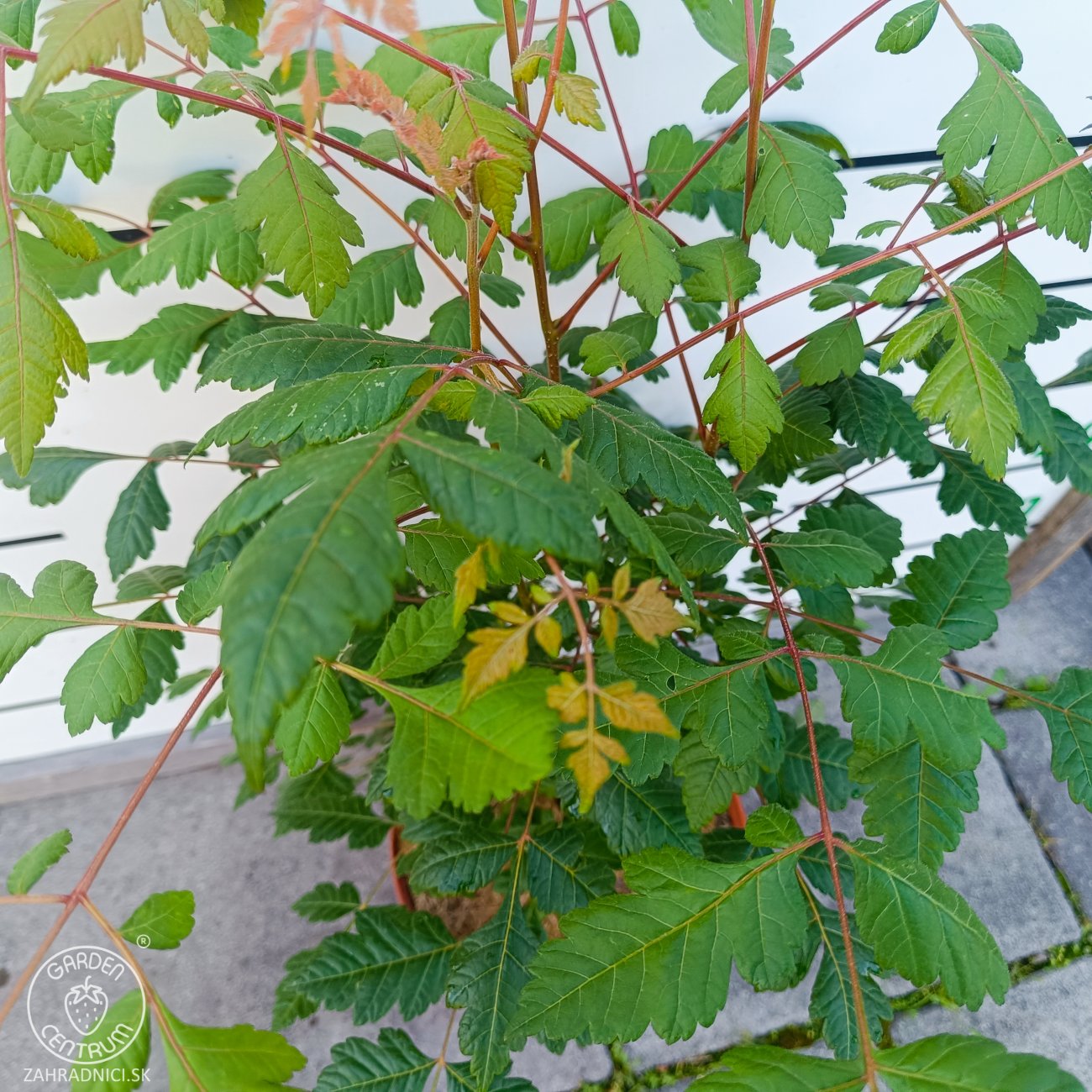 Obrázok Jaseňovec metlinatý (Koelreuteria paniculata) – výška 50-70 cm, kont. C5L